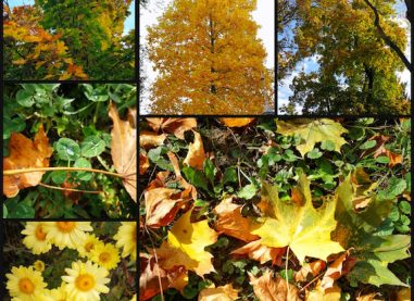 Jesenske impresije skozi lečo
