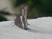 Ines Poljšak: ovire so privilegij