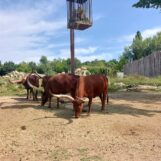 Safari, jezero, Monte Baldi in kričanje na vlakcih