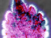 Spoznaj samega sebe …