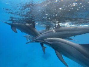 Dolphins, they come to me