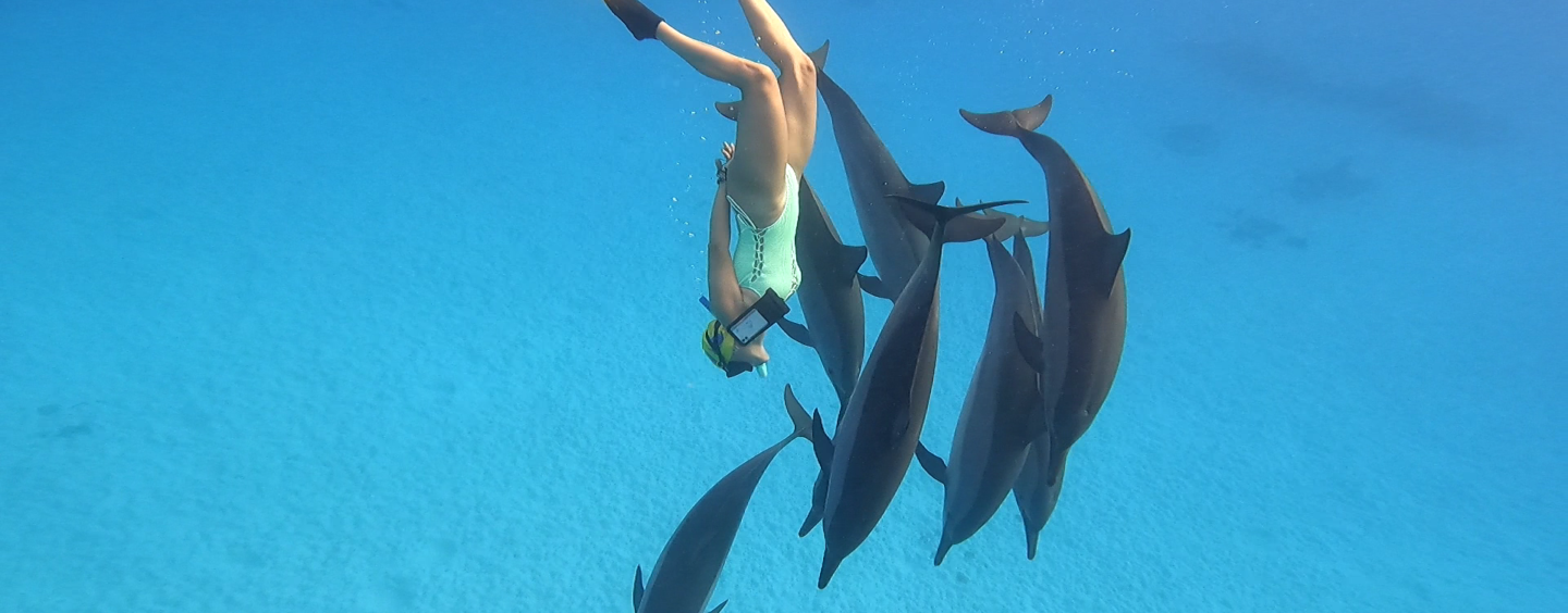 When the Dolphins Called