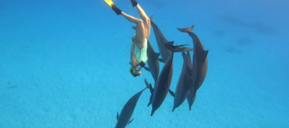 When the Dolphins Called