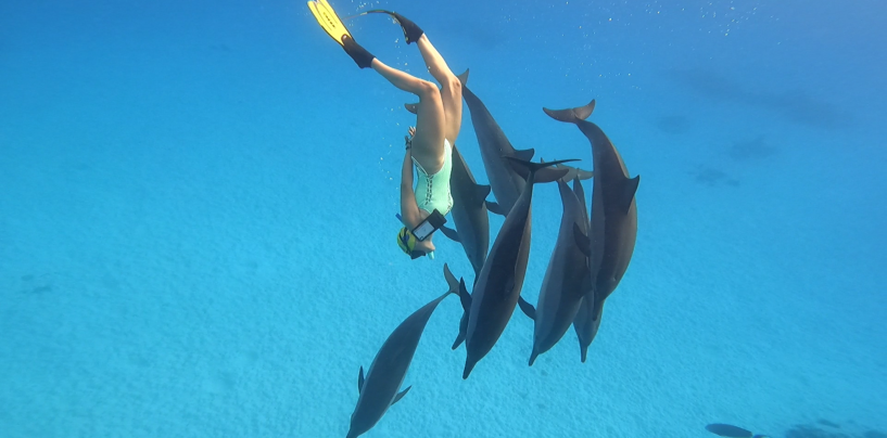 When the Dolphins Called
